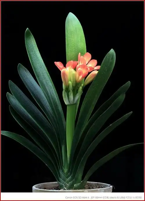 名贵之花君子兰,正在开放真好看!十大名花之一.