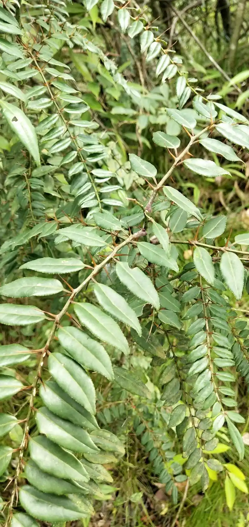 三颗针 - 小医精诚 - 抖音