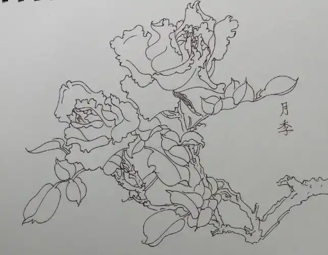白描花卉月季
