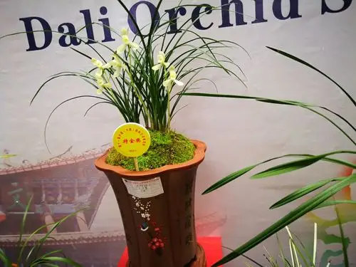 2o18第十一届中国(大理)国际兰花博览会一兰展