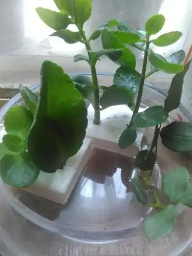 水培长寿花,希望一次成功.