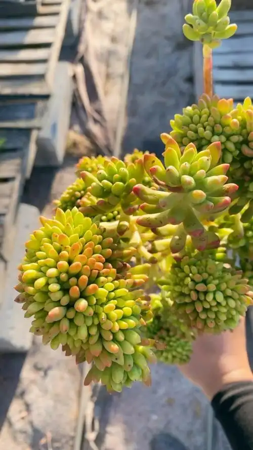 原始春萌缀化大群老桩5092!