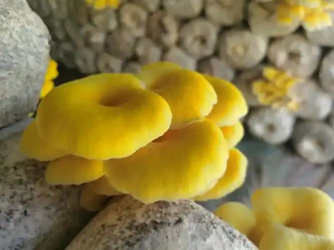 榆黄蘑又名金顶侧耳,金顶蘑,玉皇蘑,黄金菇.