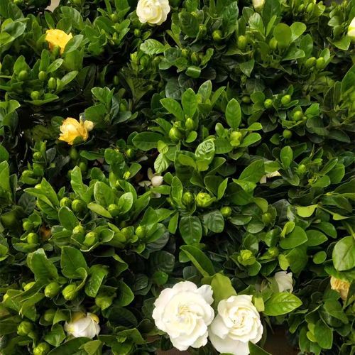 重瓣大叶栀子花盆栽苗室内外植物四季常青浓香型牡丹栀子花带花苞