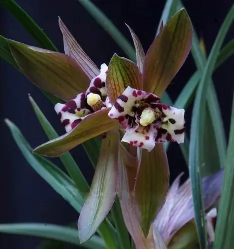 全世界最顶级的兰花汇总