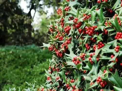 农村这种植物浑身带刺,被称为"老虎刺",很适合用来看家护院!