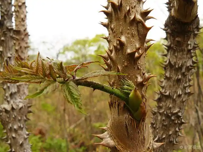 芽_倒刺_茎_特写_高清图片_全景视觉
