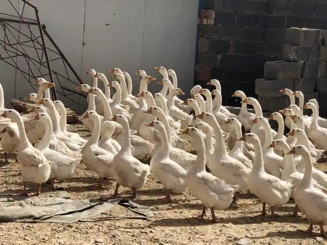 出售小鹅,小鸡,大鹅