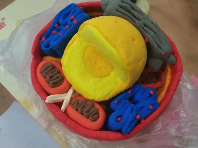 写美篇  逗趣的活动名吸引了不少班级参与其中,积极完成生物模型的