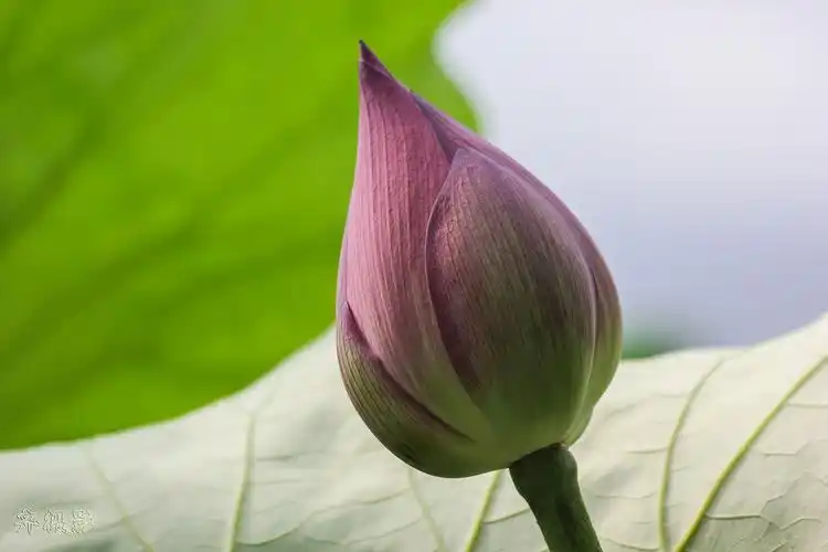 未开的荷花