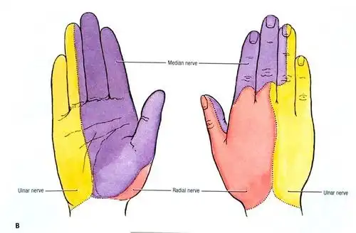 cutaneous sensory nerve distribution on hand of the ulnar nerve?