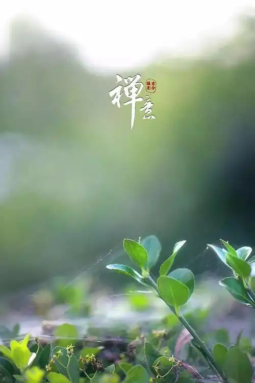 品一曲《茶香满色》,获得一方心灵的 宁静与淡然