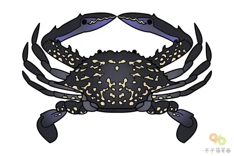 远海梭子蟹简笔画