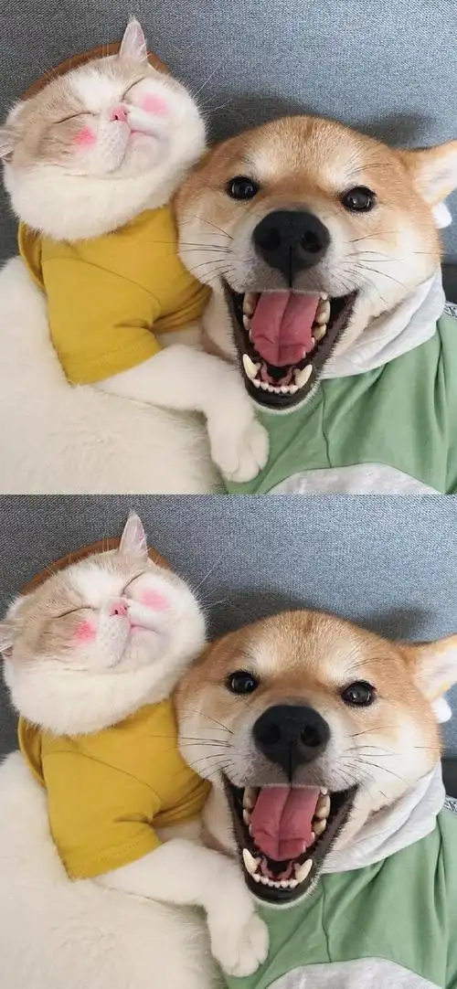 多彩壁纸748期超可爱动物萌宠壁纸高清壁纸无水印