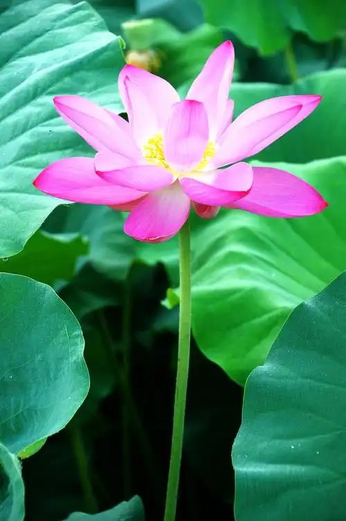 《清水出芙蓉》z