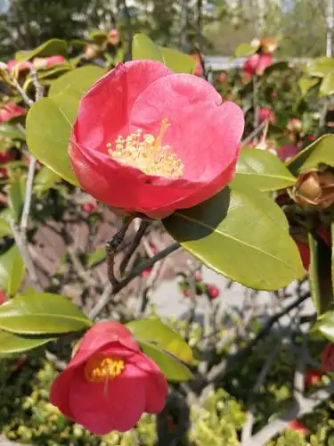 单瓣的茶花还是第一次见,叶子与杆好像缺铁元素,有点黄.