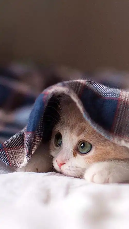 高清猫咪手机壁纸分享宠物爱好者的最爱萌萌的小猫咪