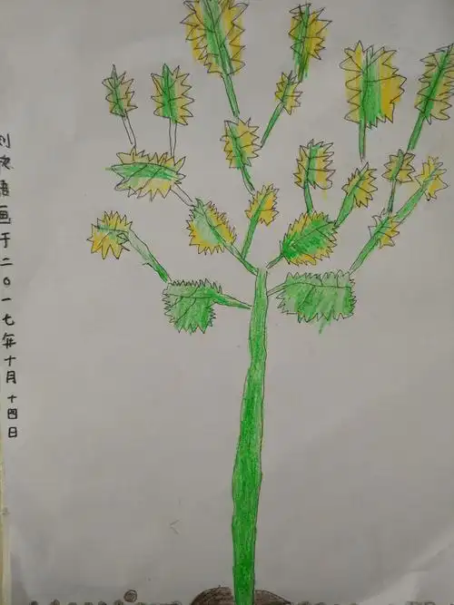 彩铅画---苍耳草