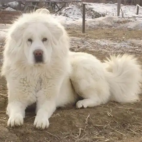 宠物狗那个种类毛漂亮,还凶猛可爱