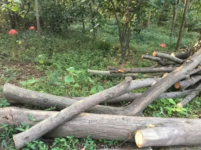 路边整齐地码放着砍伐的树木,估计是前段时间台风摧毁的危险树木刚被