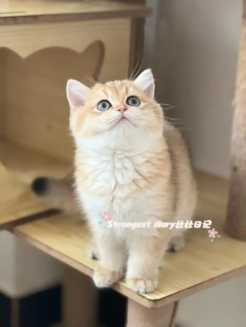 福建英短金渐层11色妹妹找新家