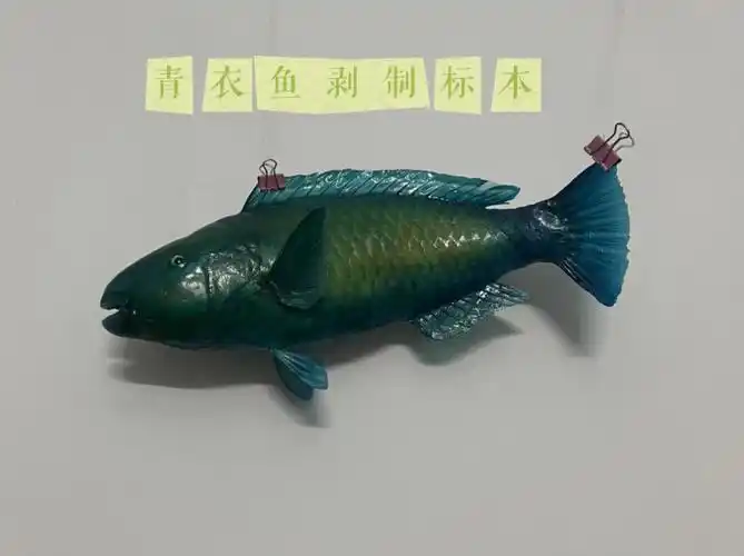 青衣鱼剥制标本