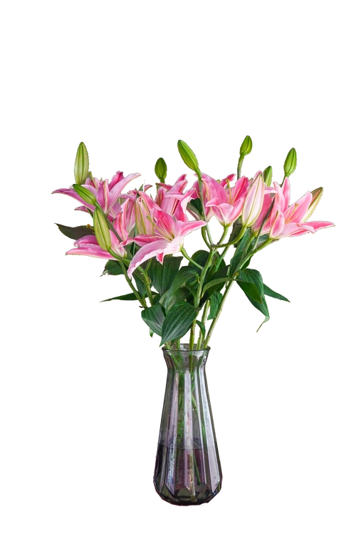 多头百合花白色粉色红色黄色桌花插花鲜花同城鲜花速递同城