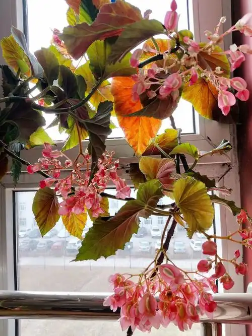 窗画海棠红,四季竹节高,-写给办公室里的竹节海棠