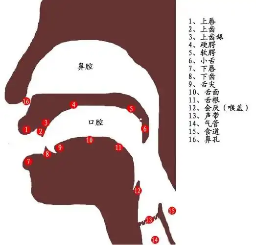 教老外学中文口腔部位图对外汉语教师