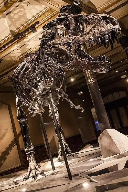 霸王龙化石tristan otto   shadowgate / wikimedia commons