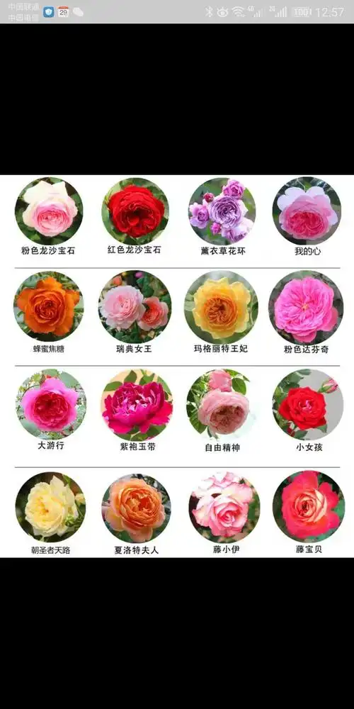 月季花品种图谱