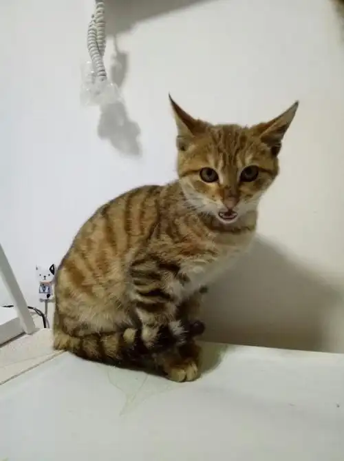 刚捡的麻橘猫求领养