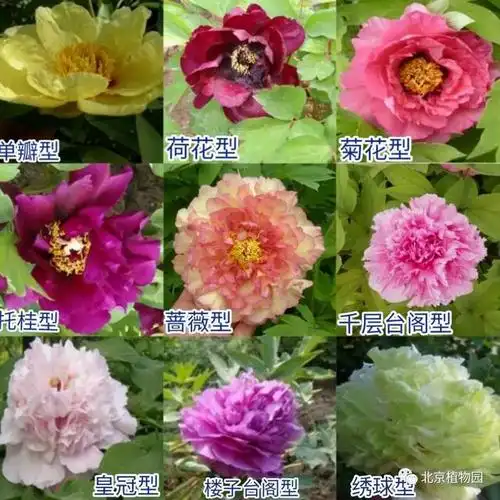 精彩回顾丨专家带您识花草公益讲解——牡丹专场