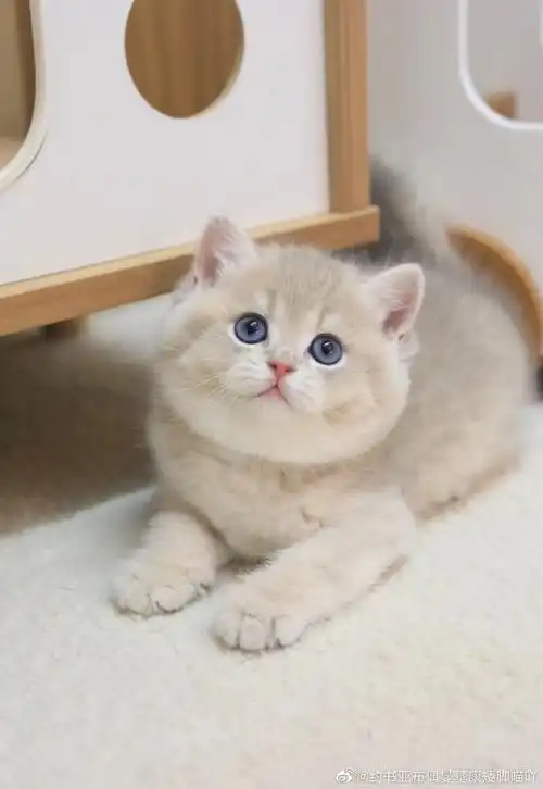 蓝金渐层##金渐层猫舍