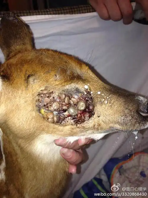 偶然也会出现在奇怪的地方,例如狗的屁股和人的耳朵狗的耳朵是蜱虫最