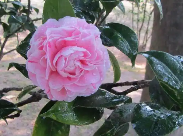 冬天开花的植物有哪些,盘点16种冬天开花的植物