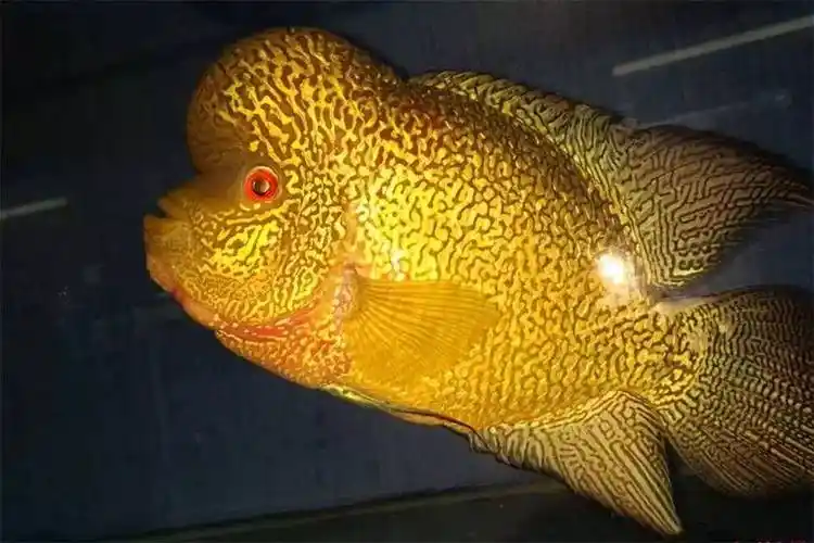 详解大全,罗汉鱼最佳混养,罗汉鱼品种排名鉴别图片,罗汉鱼图片及价格