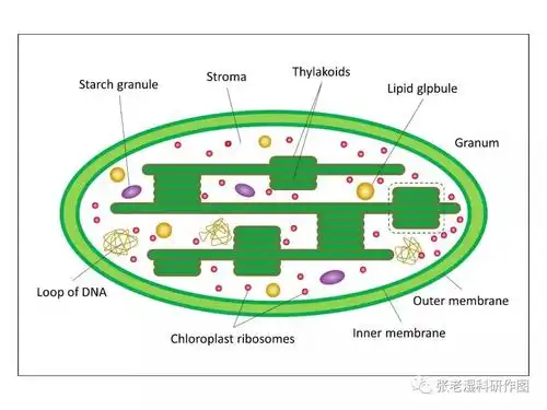 入门三步法随手画叶绿体示意图