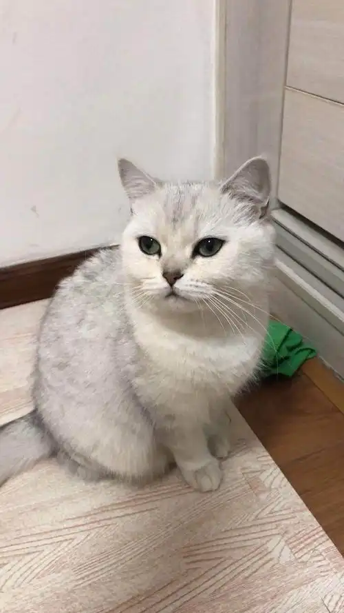 银渐层猫求收养