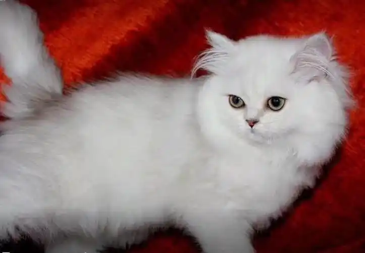 英短,美短,加菲,金吉拉,折耳猫,矮脚猫,无毛猫等高品质纯种名猫,品种