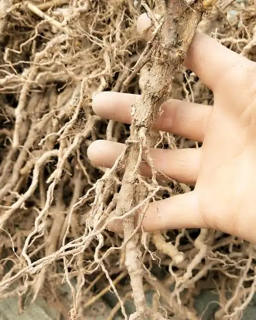 枸杞根野生农民自己采摘无硫