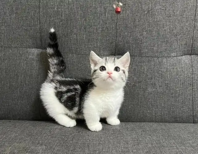 已售矮脚美短起司