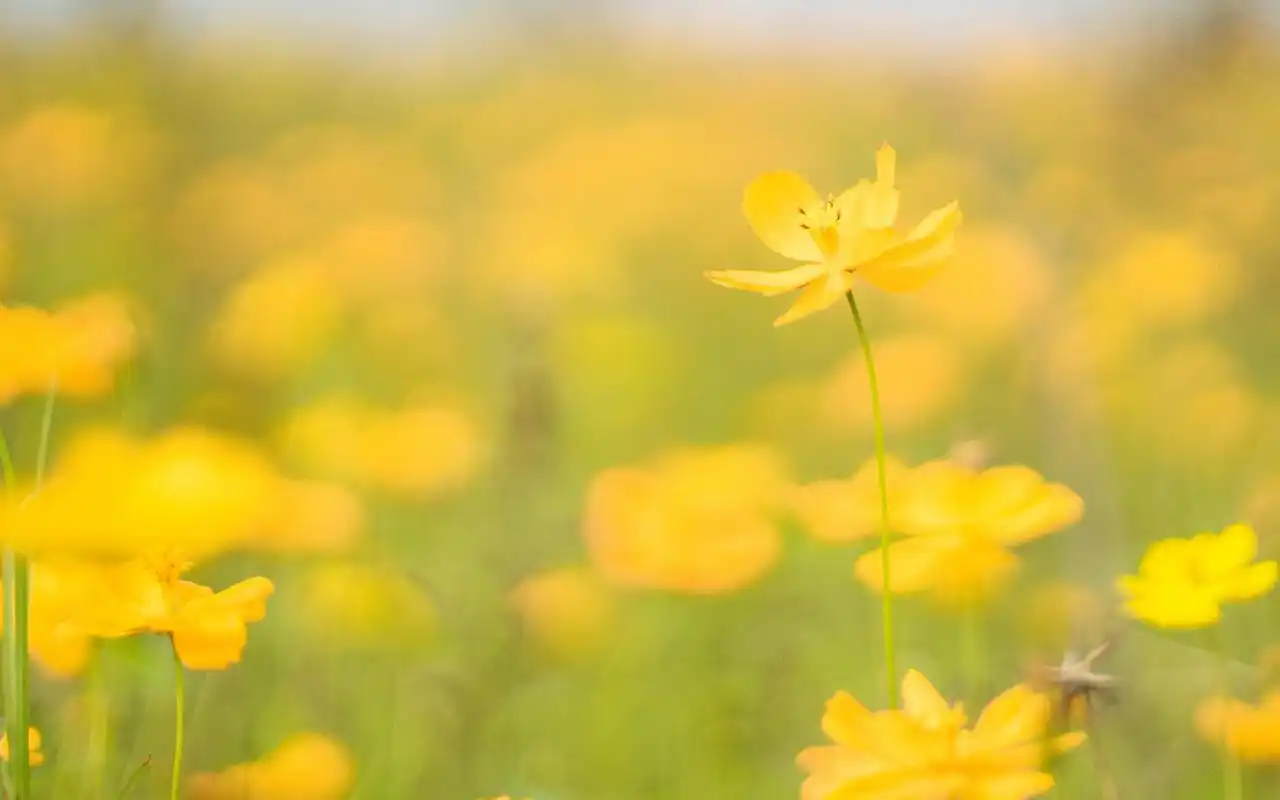 唯美意境高清桌面壁纸图片~~为你的桌面换上一张干净清新简约的壁纸吧