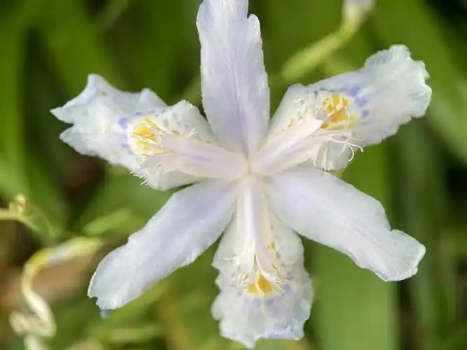 【首发】繁花～白色鸢尾兰(九)