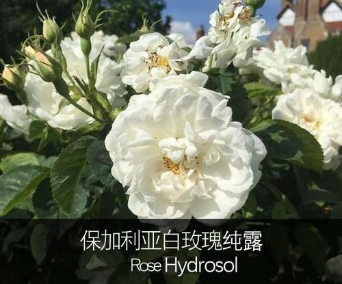 保加利亚白玫瑰纯露 亮白补水保湿均匀提亮肤色湿敷喷雾 200ml