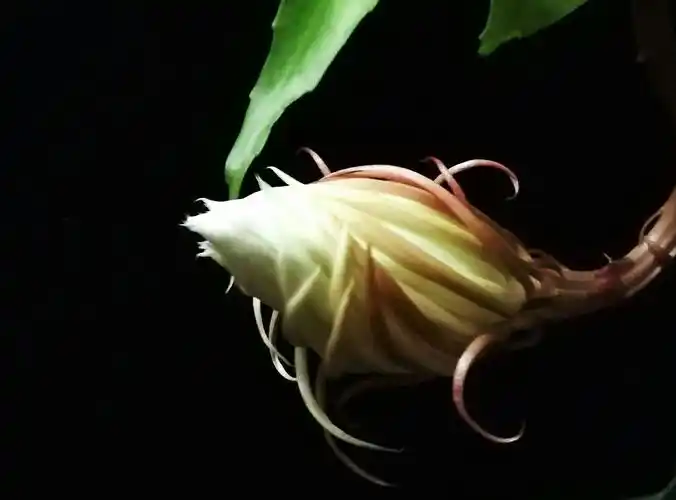 昙花一现 只为韦陀 - 美篇