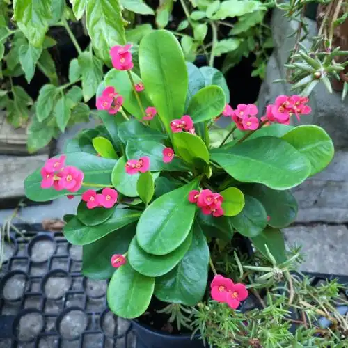 虎刺梅的护理建议