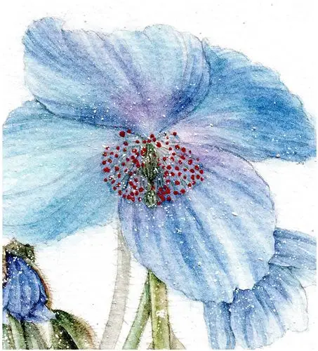 蓝花绿绒蒿-商业插画-插画-设计作品-中国设计之窗