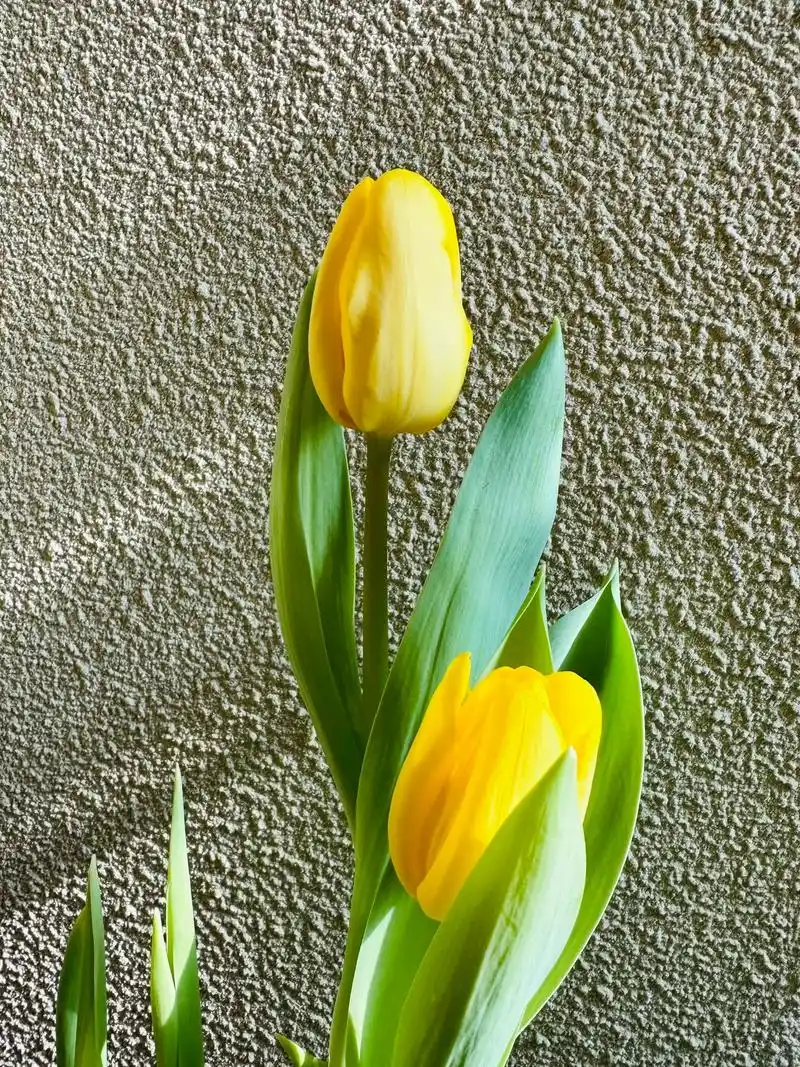 仅管是那么小小的一朵 却也是如此惊艳动人#郁金香#春天 - 抖音