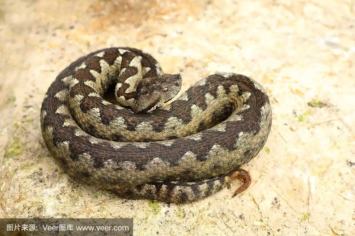 沙蛇在岩石上晒太阳